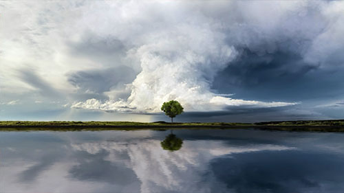 Lone Tree in Storm Live Wallpaper